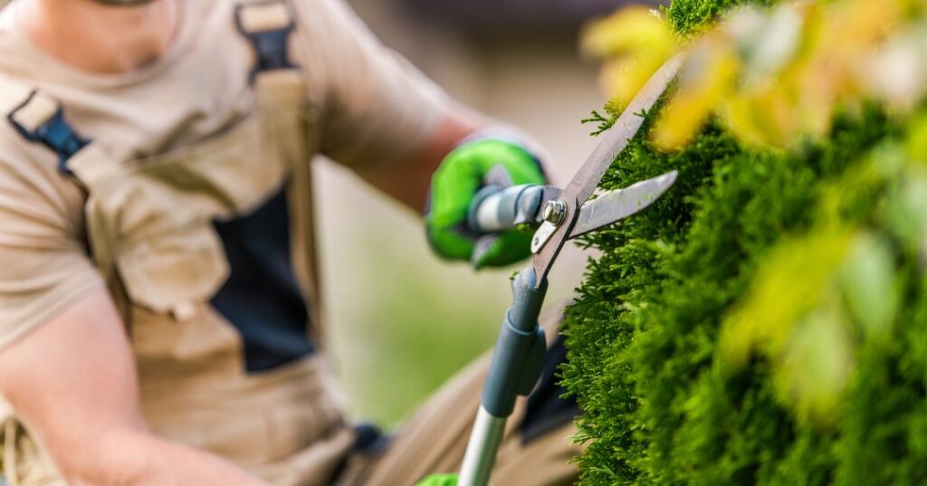 poda e plantio em Natal